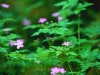 Forest Flowers